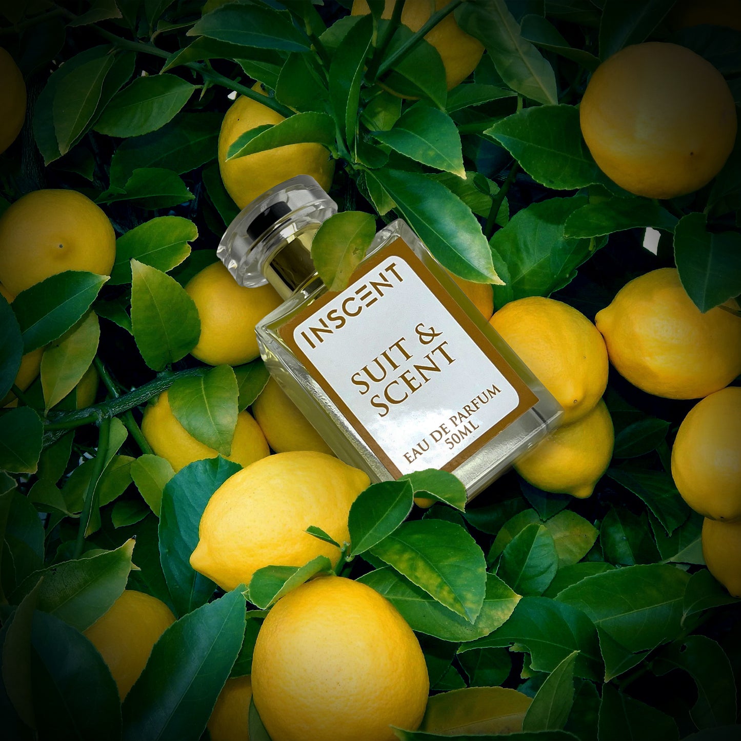 Suit & Scent